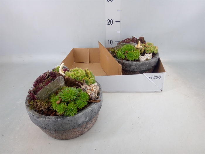 <h4>Arr.  Sempervivum L%</h4>