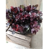 COTINUS ROT
