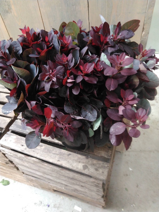 COTINUS ROT