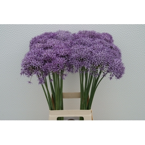 ALLIUM VIOLET BEAUTY