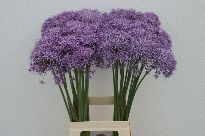 <h4>ALLIUM VIOLET BEAUTY</h4>