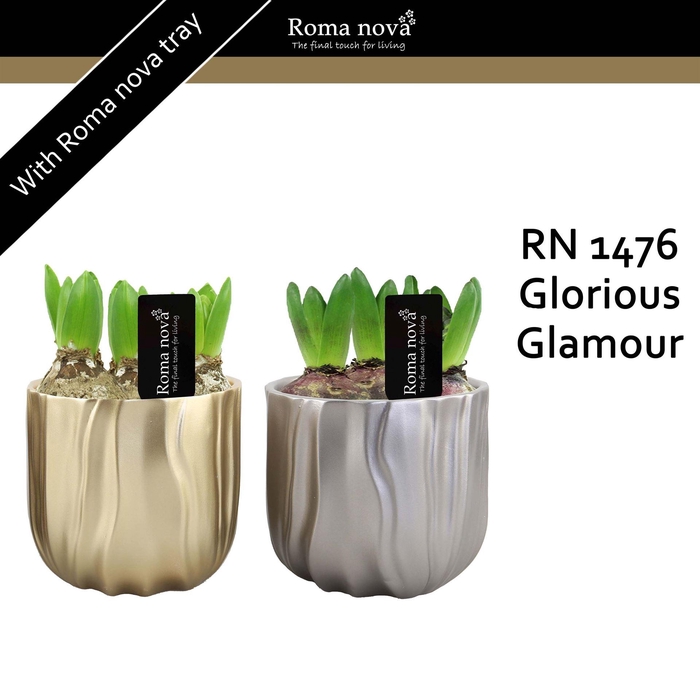 <h4>Arr.  Hyacinthus L%</h4>