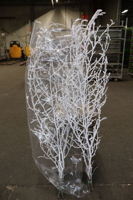 <h4>Fagus Snowy Cm130</h4>