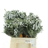 Brunia Blue Natural