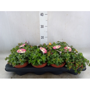 Portulaca   ...mix in pot