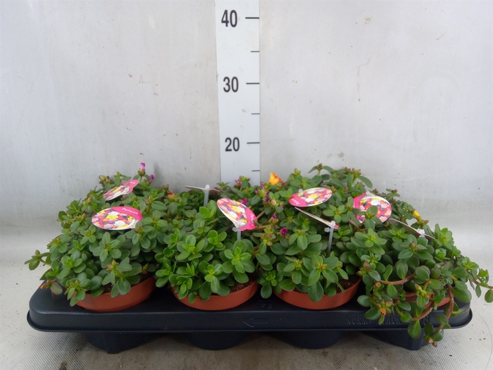 <h4>Portulaca   ...mix in pot</h4>