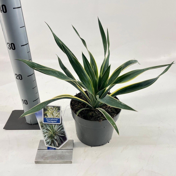 <h4>Yucca Variegata</h4>