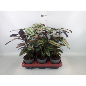 Calathea   ...