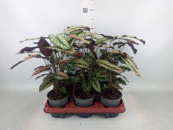 <h4>Calathea   ...</h4>