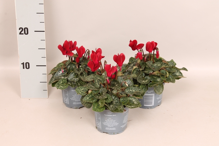 Cyclamen Super Serie Wine Red