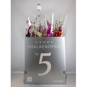 Phalaenopsis   ...mix  6