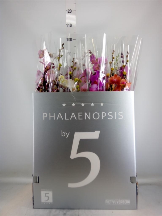 <h4>Phalaenopsis   ...mix  6</h4>