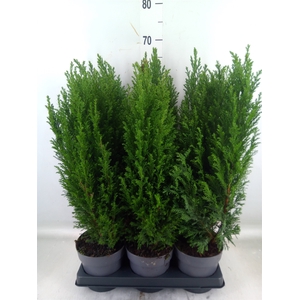 Chamaecyparis laws. 'Ellwoodii'