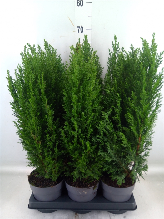 <h4>Chamaecyparis laws. 'Ellwoodii'</h4>