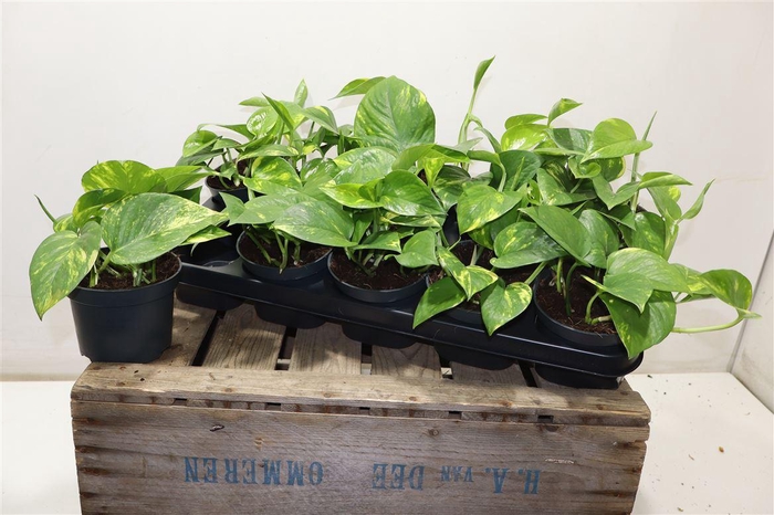 <h4>Epipr Aureum</h4>