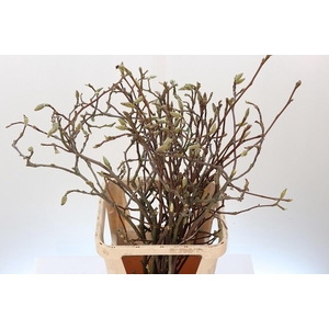 MAGNOLIA GRANDIFLORA