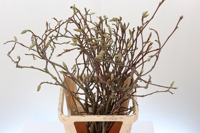 <h4>MAGNOLIA GRANDIFLORA</h4>