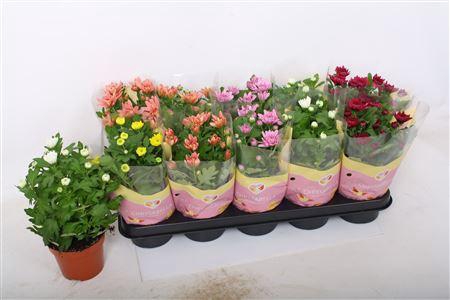 <h4>Chrys Gevuld Gem</h4>