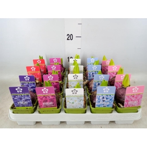 Hyacinthus orie. 'Pearl'  ...mix  5