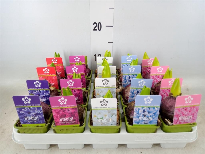 <h4>Hyacinthus orie. 'Pearl'  ...mix  5</h4>