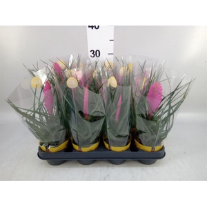 Tillandsia cyanea 'Vincent'