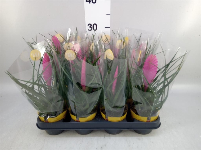 <h4>Tillandsia cyanea 'Vincent'</h4>