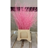 Df Lagurus Bs 50g/70cm O.pink