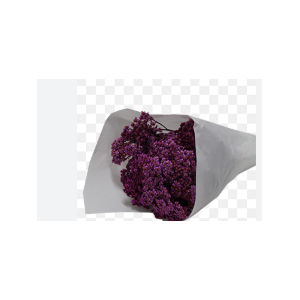 ACHILLEA MILLEFOLIUM PINK TINTURADA 060 CM