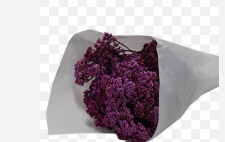 ACHILLEA MILLEFOLIUM PINK TINTURADA 060 CM