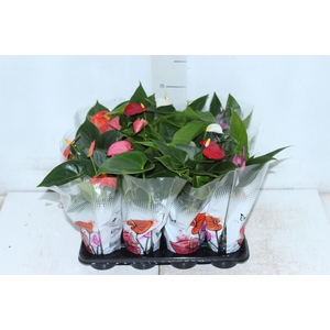 ANTHURIUM VARIADO P06