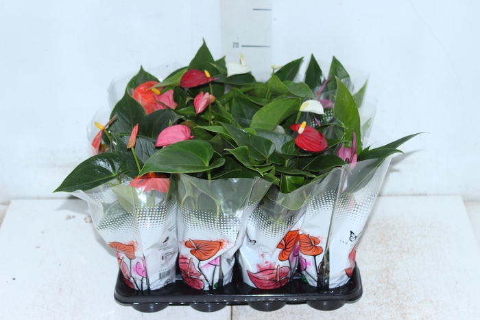 <h4>ANTHURIUM VARIADO P06</h4>