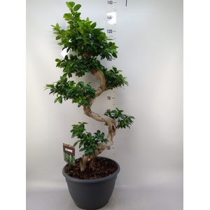 Ficus microcarpa 'Ginseng'