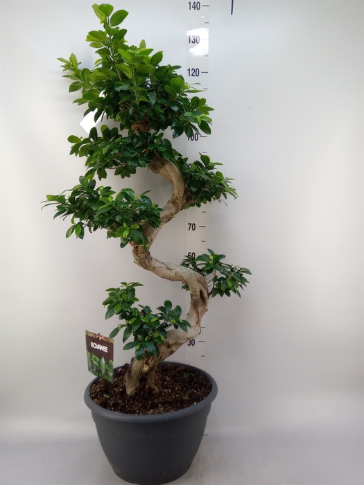 <h4>Ficus microcarpa 'Ginseng'</h4>