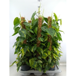 Philodendron scand. 'Brasil'