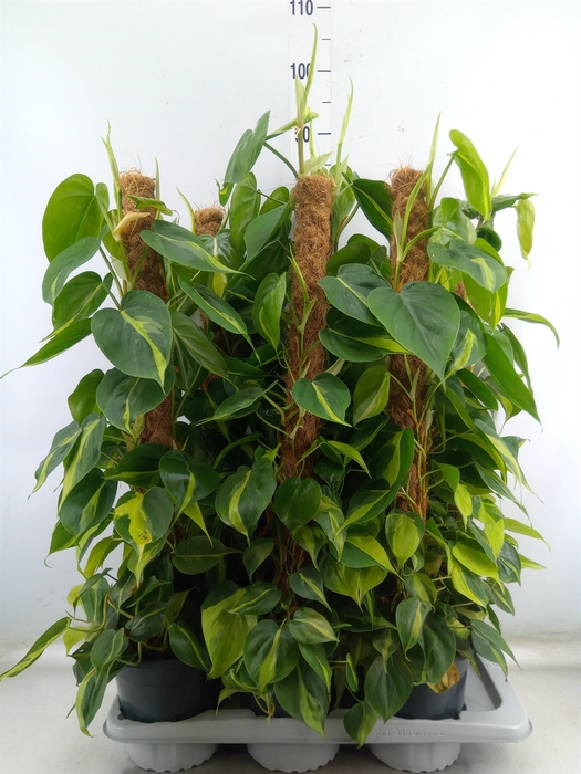 <h4>Philodendron scand. 'Brasil'</h4>