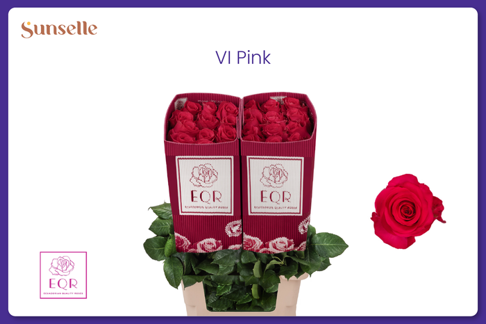 <h4>R GR VIPINK</h4>