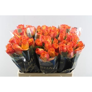 R Gr New Horizon L60