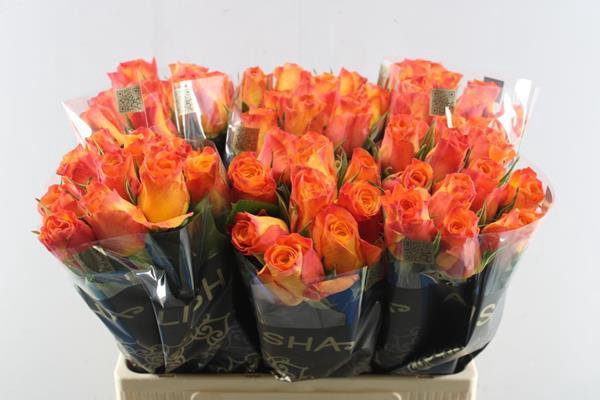 <h4>R Gr New Horizon L60</h4>