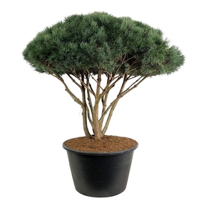 Pinus sylv. 'Watereri'