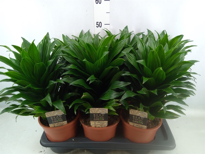 <h4>Dracaena frag. 'Compacta'</h4>