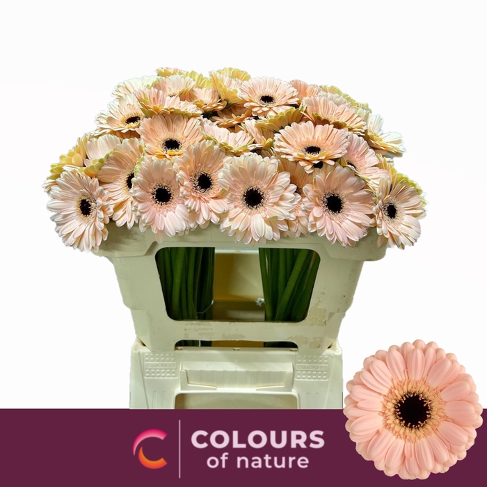 <h4>GE MI ESPRESSO</h4>