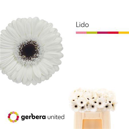 <h4>Ge Mi Lido</h4>