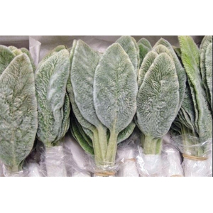 Stachys Byzantina P Bunch