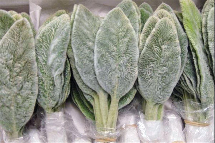 <h4>Stachys Byzantina P Bunch</h4>