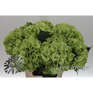 Hydrangea mag emerald classic