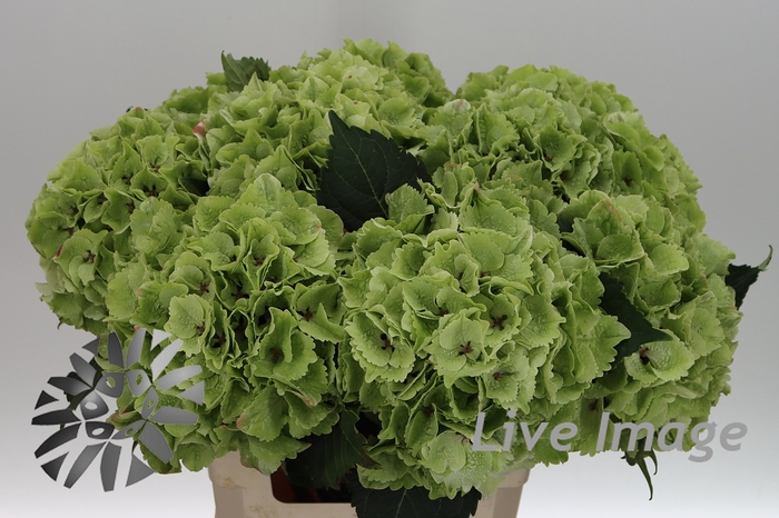 <h4>Hydrangea mag emerald classic</h4>