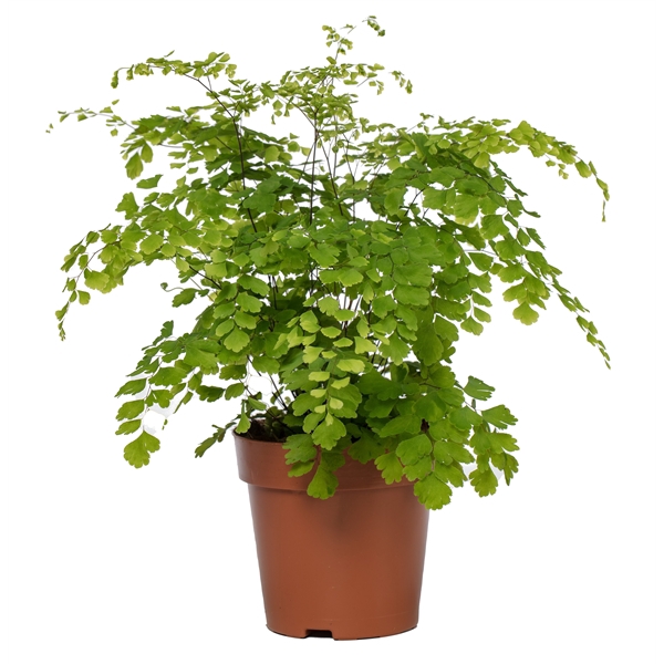 <h4>Adiantum Fragrans</h4>