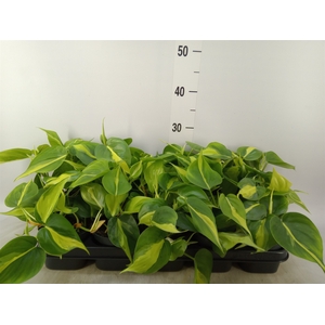 Philodendron scand. 'Brasil'