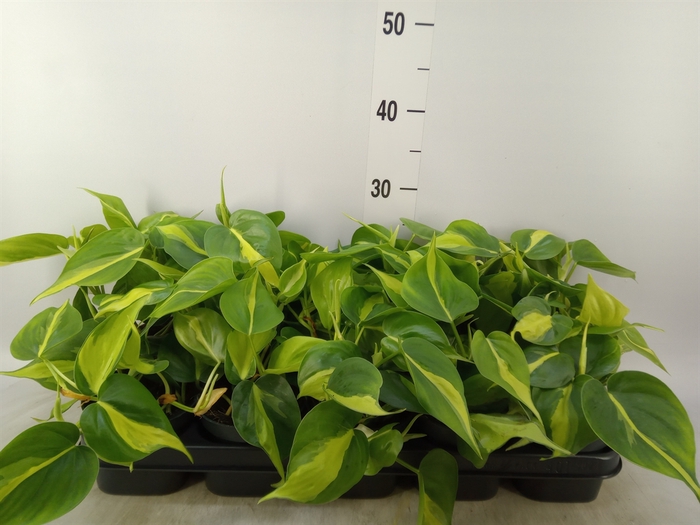 <h4>Philodendron scand. 'Brasil'</h4>