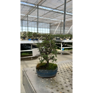 Cotoneaster horizontalis, 10cm.